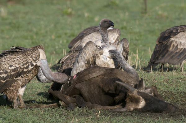 Vultures eating Wildebeest, Masai Mara National Reserve, Kenya.