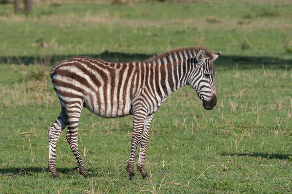 Common Zebra (Equus quagga), Masai Mara National Reserve, Kenya.