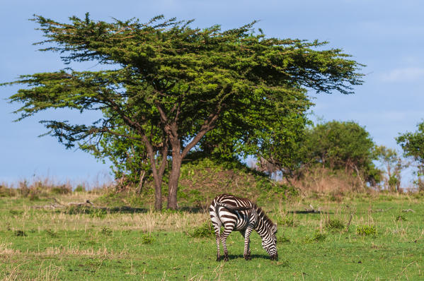 Common Zebra (Equus quagga), Masai Mara National Reserve, Kenya.