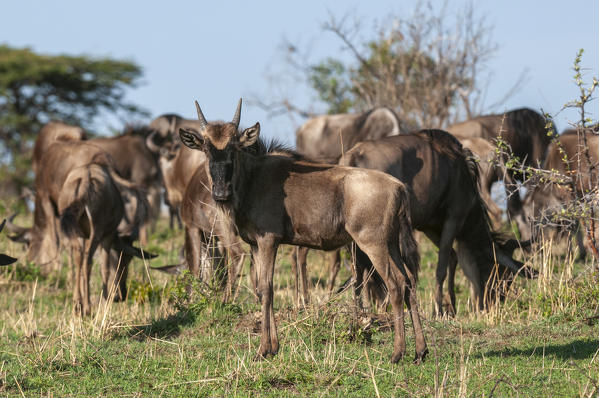 Wildebeest (Connochaetes taurinus), Masai Mara National Reserve, Kenya.