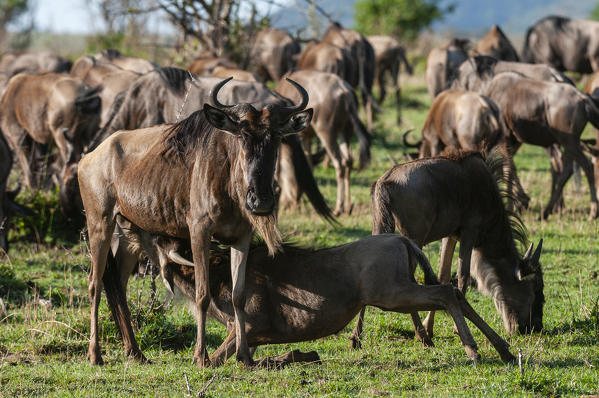 Wildebeest (Connochaetes taurinus), Masai Mara National Reserve, Kenya.