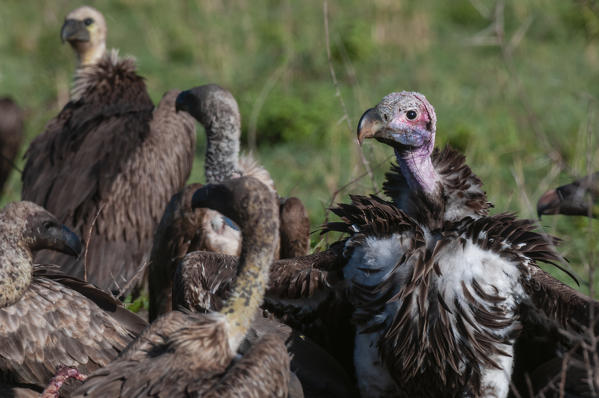 Lapped-faced Vulture (Torgos tracheliotus), Masai Mara National Reserve, Kenya.