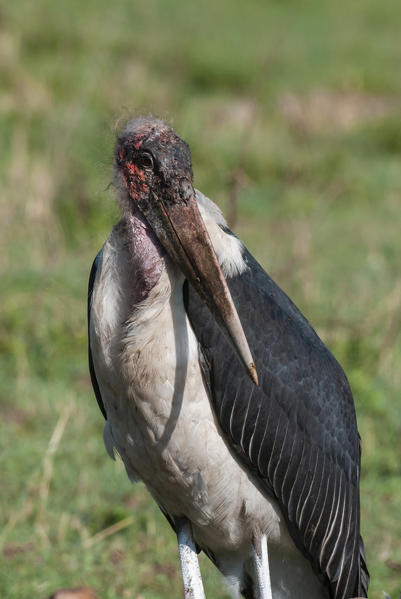 Marabou Stork (Leptoptilus crumeniferus), Masai Mara National Reserve, Kenya.