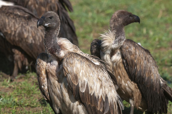 Ruppel's Griffon Vulture (Gyps rueppellii), Masai Mara National Reserve, Kenya.