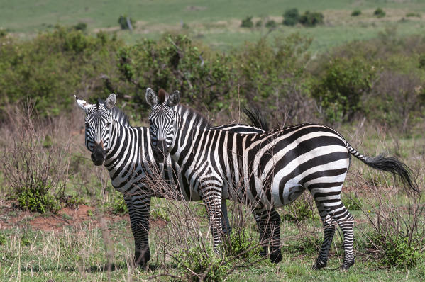 Common Zebra (Equus quagga), Masai Mara National Reserve, Kenya.