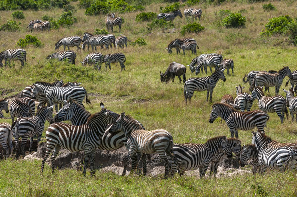 Common Zebra herd (Equus quagga), Masai Mara National Reserve, Kenya.