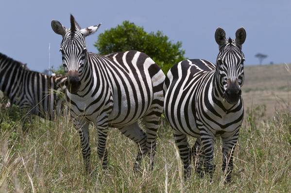 Common Zebra (Equus quagga), Masai Mara National Reserve, Kenya.