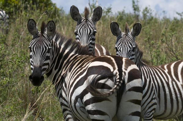 Common Zebra (Equus quagga), Masai Mara National Reserve, Kenya.