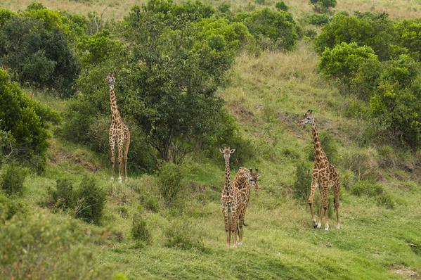 Masai Giraffe (Giraffa camelopardalis), Masai Mara National Reserve, Kenya.