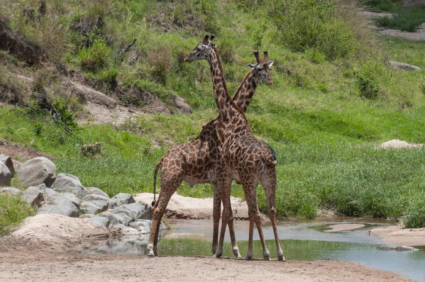 Masai Giraffe (Giraffa camelopardalis), Masai Mara National Reserve, Kenya.