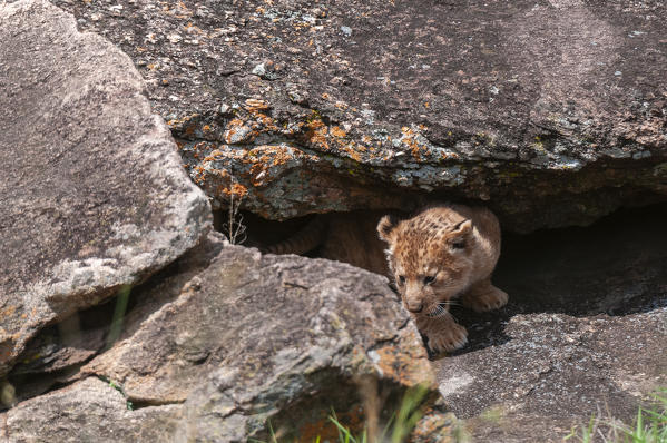 Lion cub (Panthera leo), Masai Mara National Reserve, Kenya.