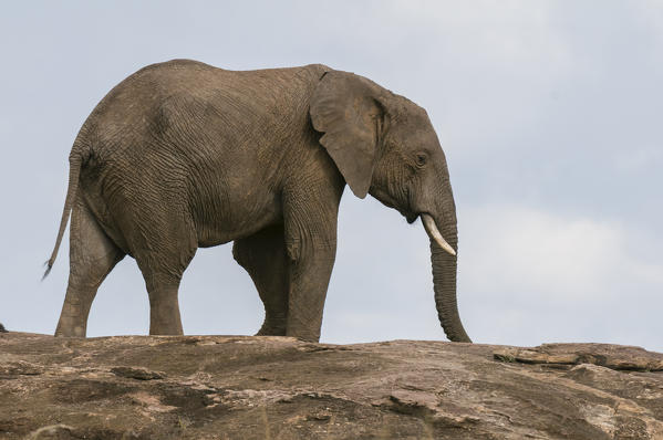 African Elephant (Loxodonta africana), Masai Mara National Reserve, Kenya.
