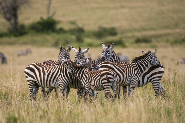 Common Zebra (Equus quagga), Masai Mara National Reserve, Kenya.