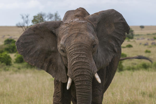 African Elephant (Loxodonta africana), Masai Mara National Reserve, Kenya.