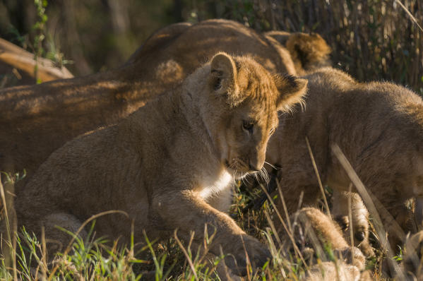 Lion cub (Panthera leo), Masai Mara National Reserve, Kenya.
