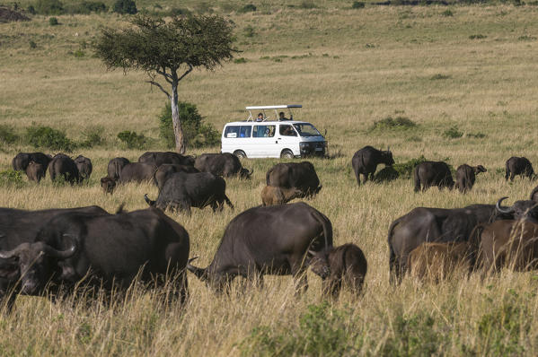 Tourists on safari
watching buffalos, Masai Mara National Reserve, Kenya.