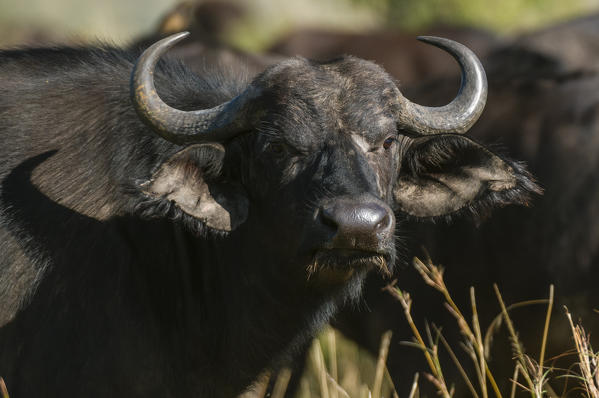 Cape Buffalo (Syncerus caffer), Masai Mara National Reserve, Kenya.