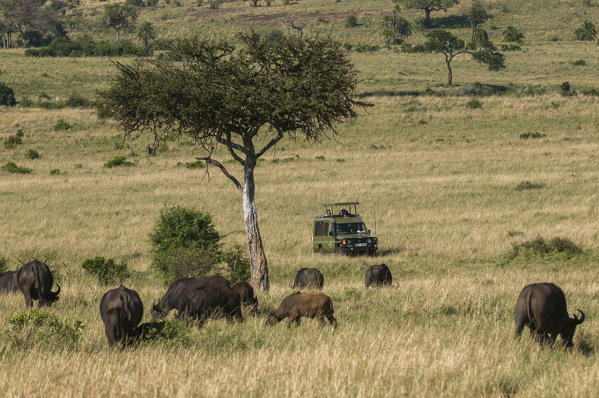 Tourists on safari
watching buffalos, Masai Mara National Reserve, Kenya.