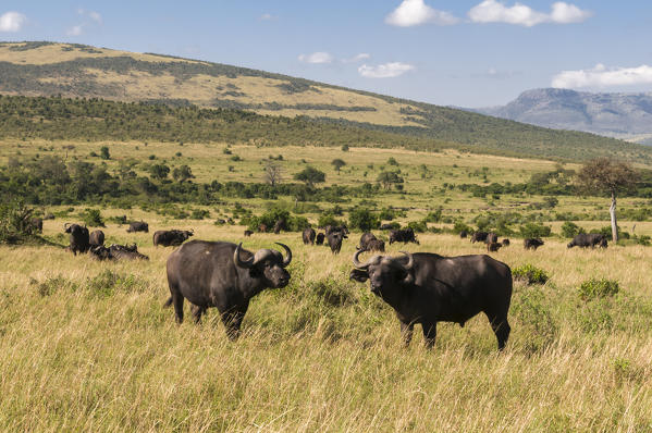 Cape Buffalos (Syncerus caffer), Masai Mara National Reserve, Kenya.