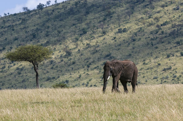 African Elephant (Loxodonta africana), Masai Mara National Reserve, Kenya.