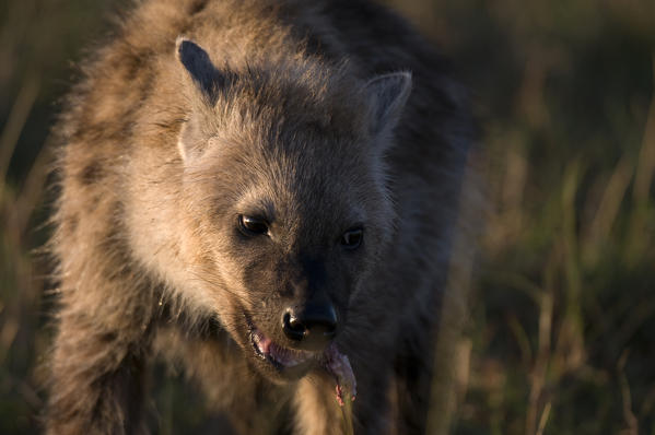 Spotted Hyaena cub (Crocuta crocuta), Masai Mara National Reserve, Kenya.