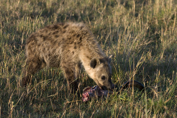 Spotted Hyaena cub eating kill (Crocuta crocuta), Masai Mara National Reserve, Kenya.