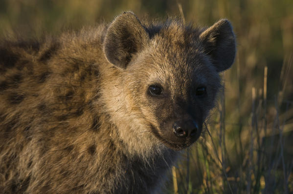 Spotted Hyaena cub (Crocuta crocuta), Masai Mara National Reserve, Kenya.