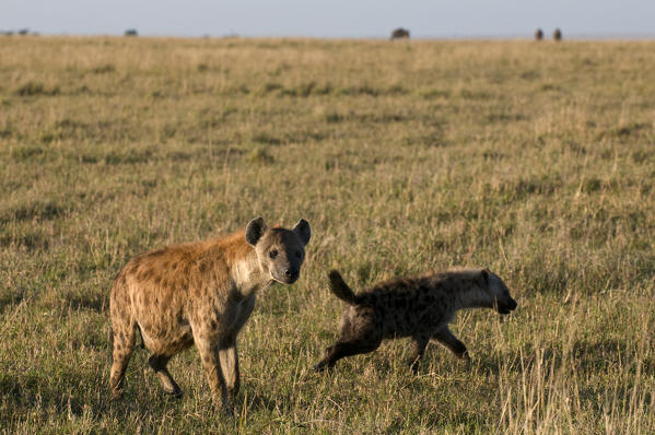 Spotted Hyaena and cub (Crocuta crocuta), Masai Mara National Reserve, Kenya.