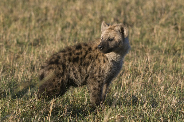 Spotted Hyaena cub (Crocuta crocuta), Masai Mara National Reserve, Kenya.