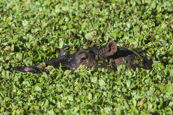 Hippopotamus, (Hippopotamus amphibius), Masai Mara National Reserve, Kenya.