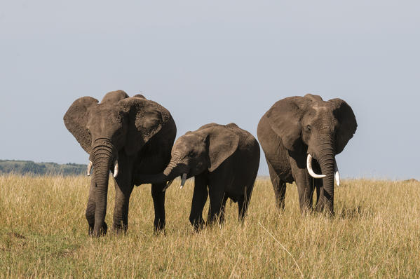 African Elephants (Loxodonta africana), Masai Mara National Reserve, Kenya.