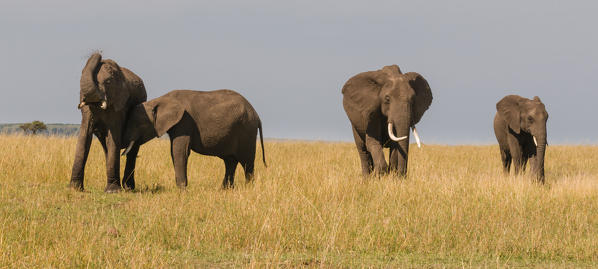 African Elephants (Loxodonta africana), Masai Mara National Reserve, Kenya.
