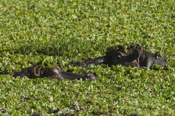 Hippopotamuses, (Hippopotamus amphibius), Masai Mara National Reserve, Kenya.