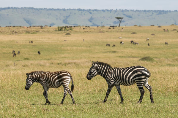 Common Zebra (Equus quagga), Masai Mara National Reserve, Kenya.