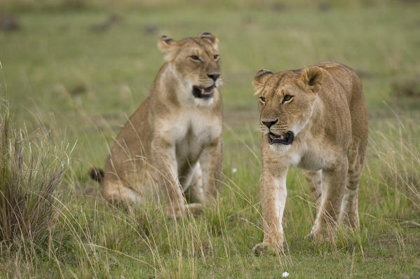 Lionesses (Panthera leo), Masai Mara National Reserve, Kenya.