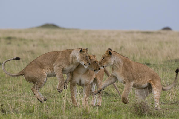 Lionesses playing (Panthera leo) playing, Masai Mara National Reserve, Kenya.
