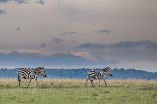 Common Zebra (Equus quagga), Masai Mara National Reserve, Kenya.