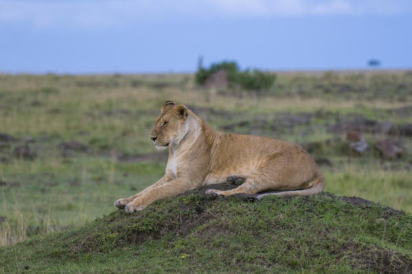 Lioness (Panthera leo), Masai Mara National Reserve, Kenya.