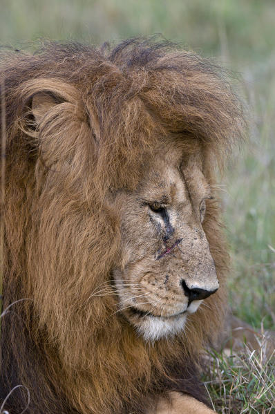 Lion (Panthera leo), Masai Mara National Reserve, Kenya.