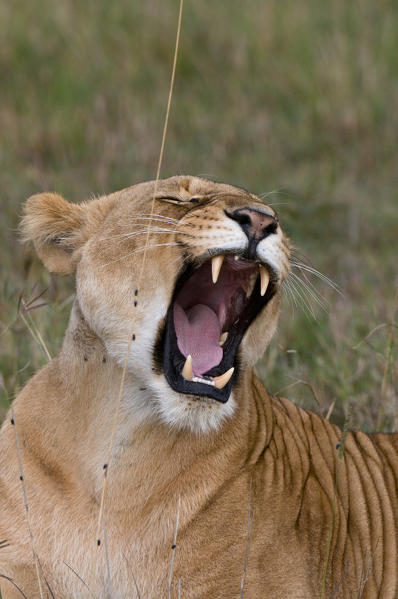 Lioness (Panthera leo), Masai Mara National Reserve, Kenya.