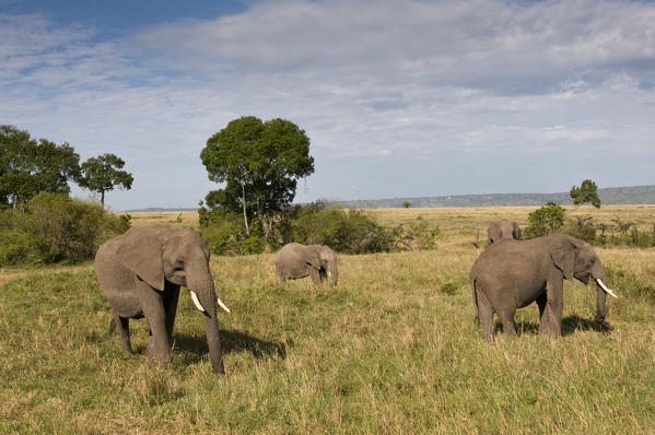 African Elephants (Loxodonta africana), Masai Mara National Reserve, Kenya.