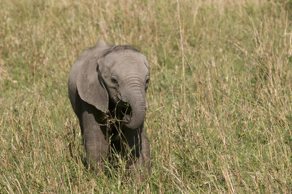 African Elephant cub (Loxodonta africana), Masai Mara National Reserve, Kenya.