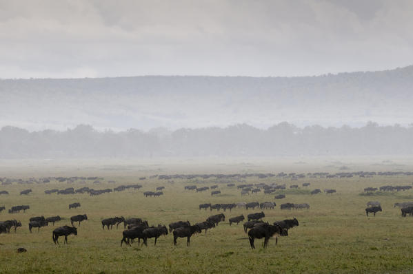 Wildebeest (Connochaetes taurinus) following the rain during annual migration, Masai Mara National Reserve, Kenya.