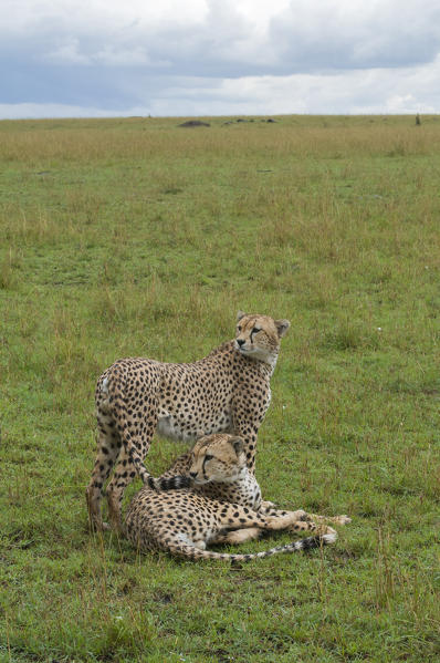 Cheetah (Acinonyx jubatus), Masai Mara National Reserve, Kenya.