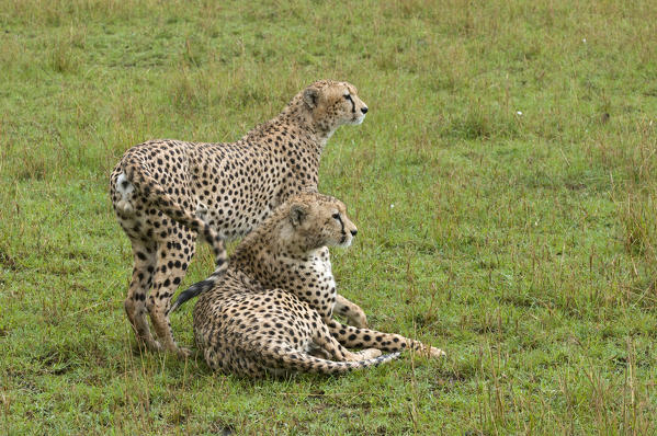 Cheetah (Acinonyx jubatus), Masai Mara National Reserve, Kenya.