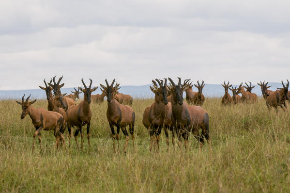 Topi (Damaliscus lunatus), Masai Mara National Reserve, Kenya.