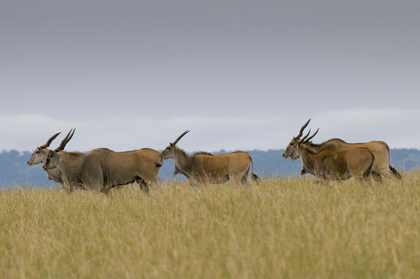 Eland (Taurotragus oryx), Masai Mara National Reserve, Kenya.