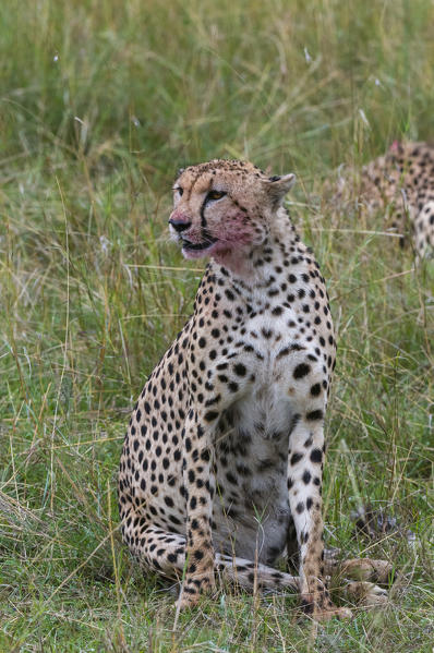 Cheetah (Acinonyx jubatus) eating Wildebeest kill, Masai Mara National Reserve, Kenya.