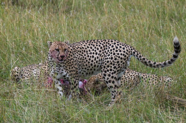 Cheetah (Acinonyx jubatus) eating Wildebeest kill, Masai Mara National Reserve, Kenya.
