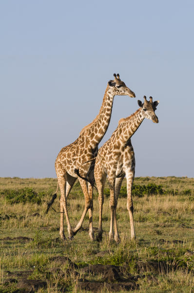 Masai Giraffe (Giraffa camelopardalis), Masai Mara National Reserve, Kenya.